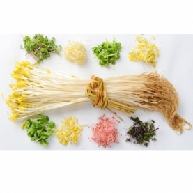 もやし専門店　Moyasi -もやし-